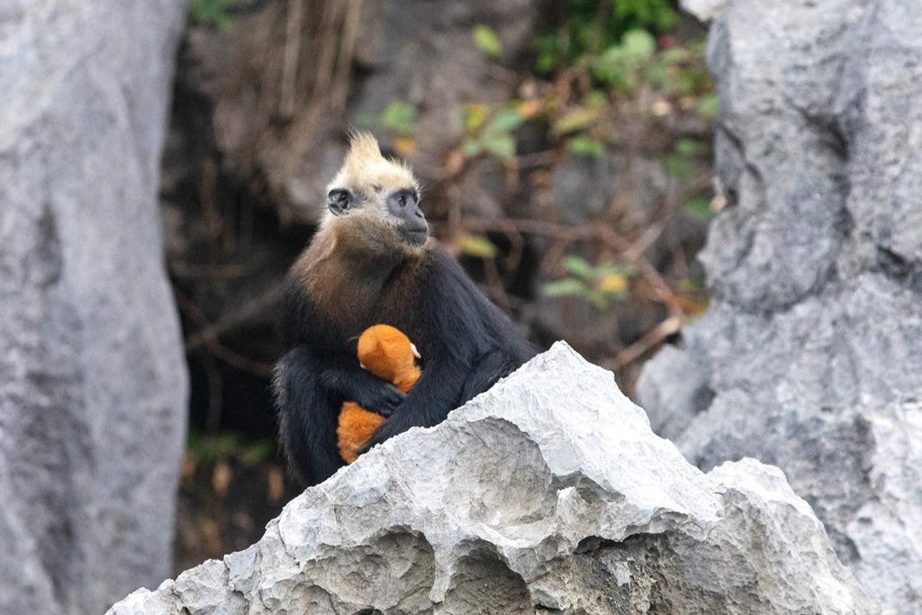 support-cat-ba-langur-conservation